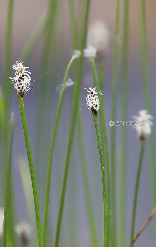 水蛭(Eleocharis palustris)